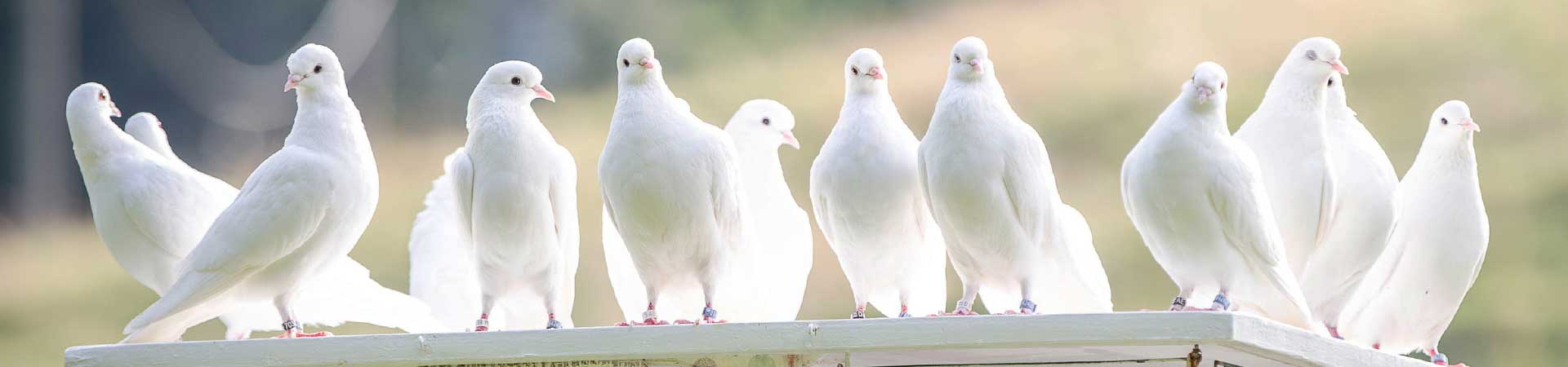 Hochzeitstauben Chemnitz Hochzeitstauben Chemnitz